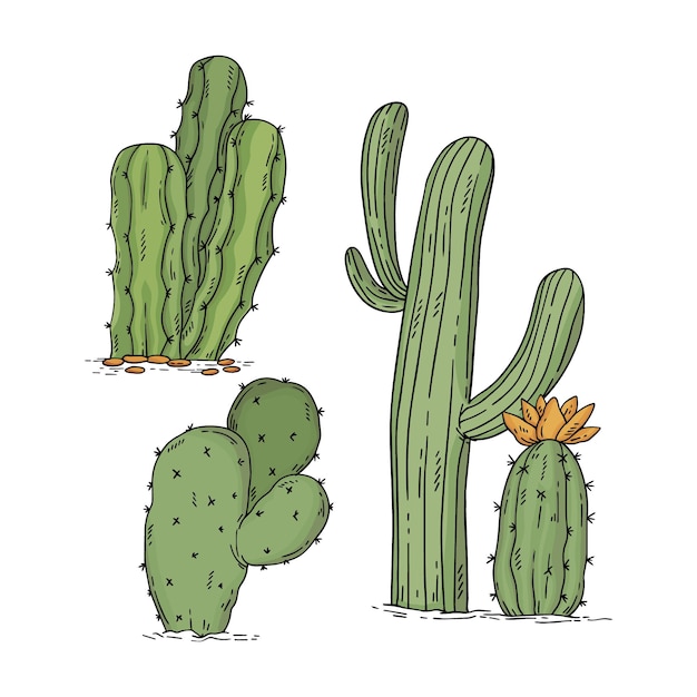 Vettore collezione di cactus disegnati a mano