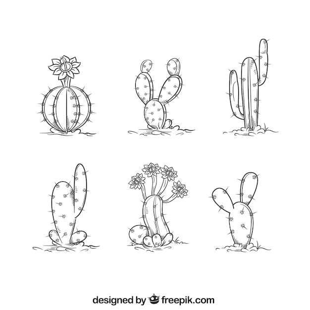 Vector hand drawn cactus collection