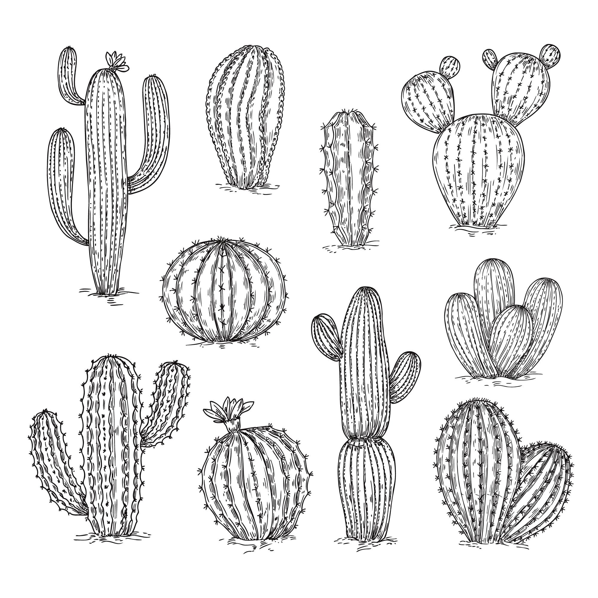 Hand Drawn Cactus PNG Transparent, Hand Drawn Cartoon Succulent And Cactus  Elements, Cactus, Hand Painted, Cartoon PNG Image For Free Download