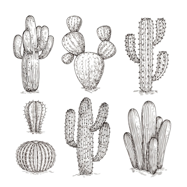 Hand drawn cactus