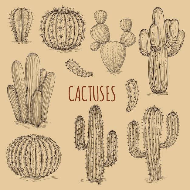 Hand drawn cactuses vintage  of collection