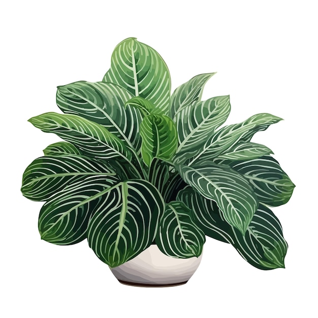 벡터 손으로 그린 calathea orbifolia 만화 터 일러스트 클리파트 색 배경