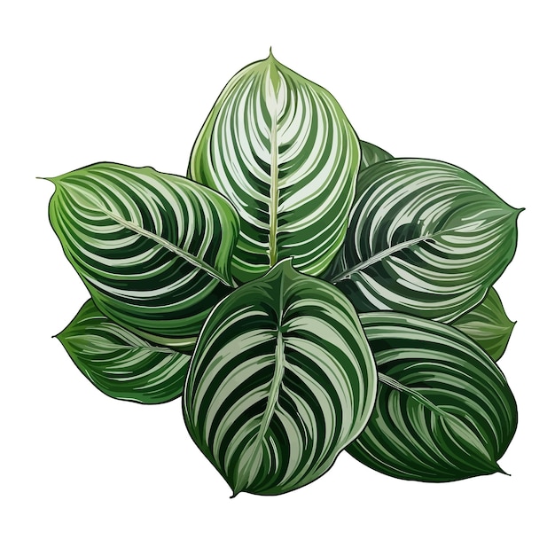 Vettore disegnato a mano calathea orbifolia cartone animato vettoriale illustrazione clipart sfondo bianco