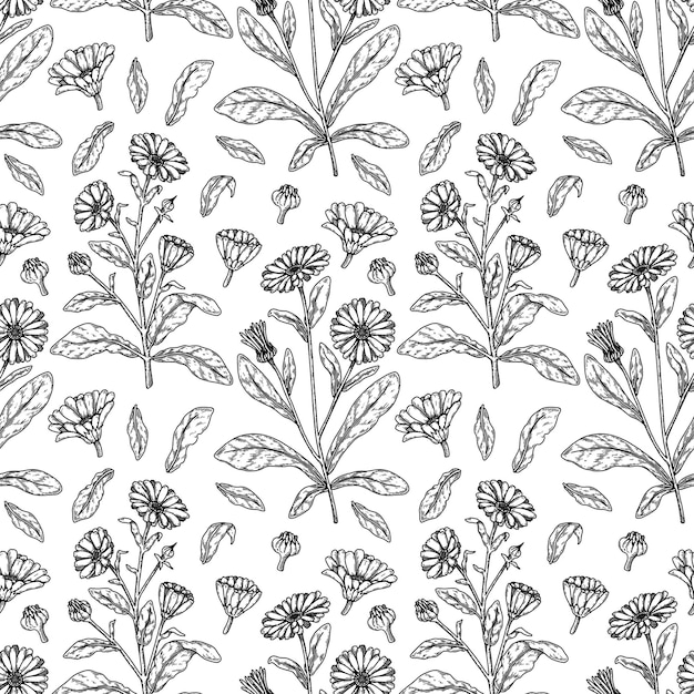 Hand drawn calendula seamless pattern Medicinal plant botany design Vector illustration