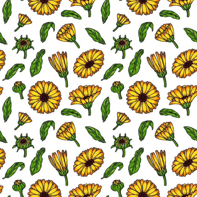 Hand drawn calendula seamless pattern Vector illustration in colored sketch style Botany background