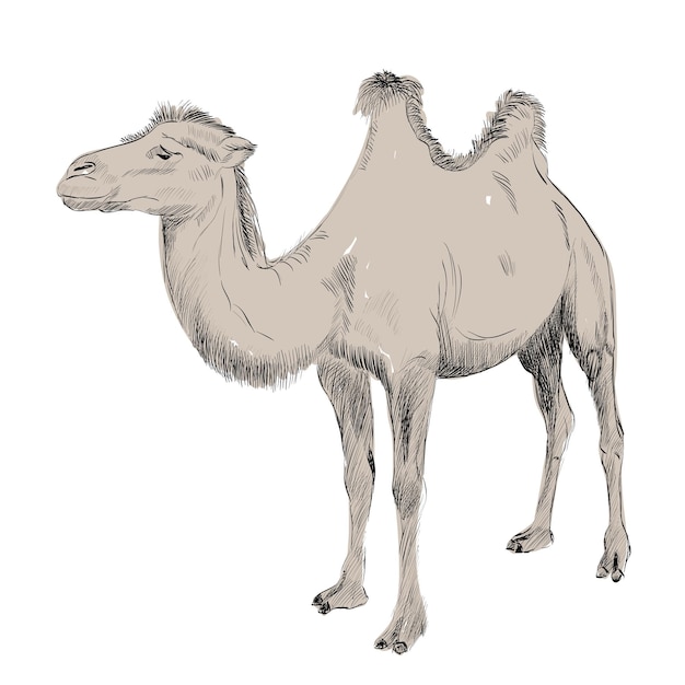 Hand drawn camel