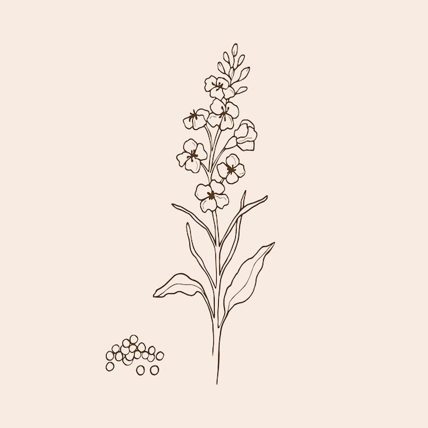 Vector hand drawn canola plant illustration