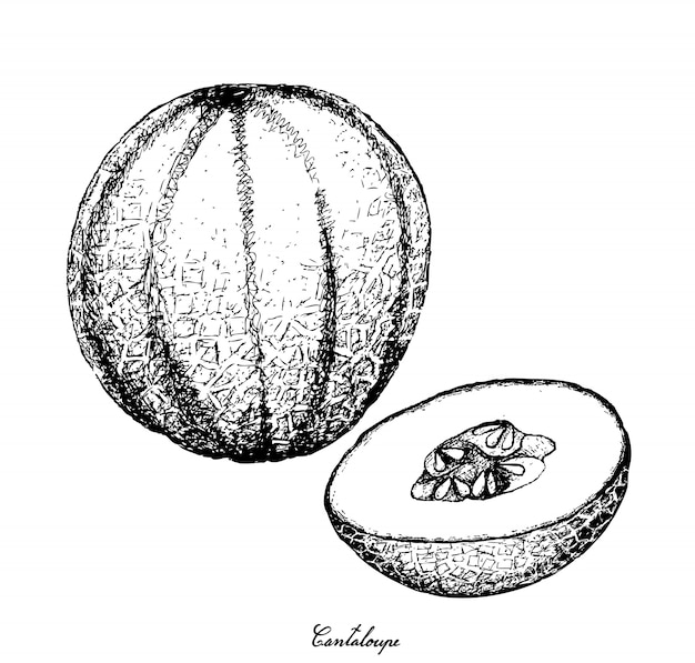 Hand Drawn of Cantaloupe Fruit