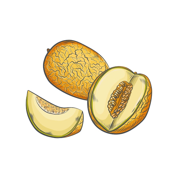 Vector hand drawn cantaloupe isolated on white background