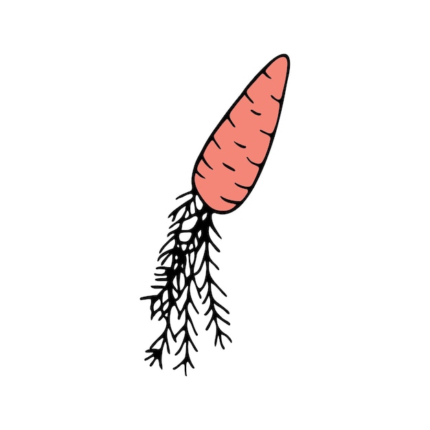 Hand drawn carrot doodle for summer and spring design