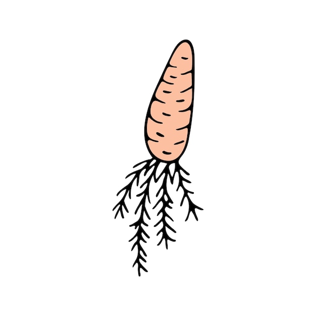 Hand drawn carrot doodle for summer and spring design