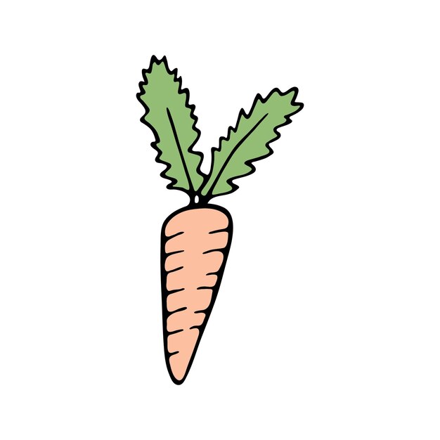 Hand drawn carrot doodle for summer and spring design