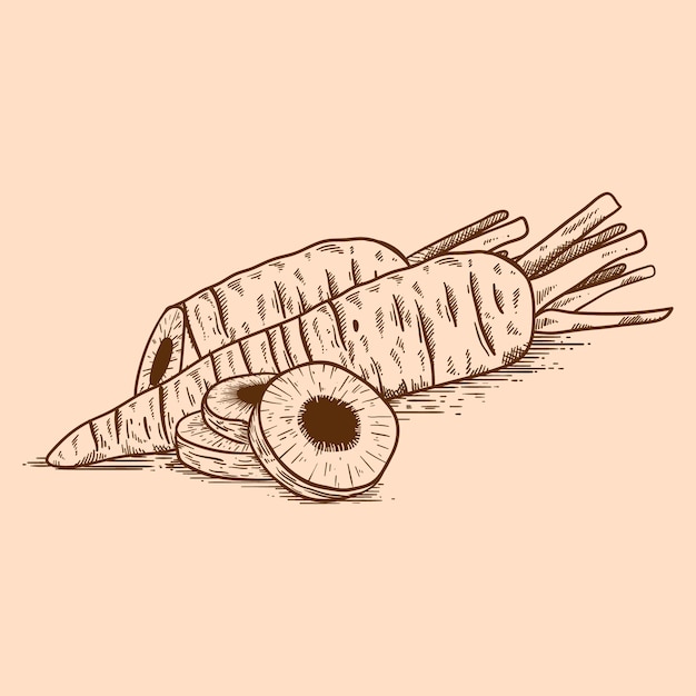 hand drawn carrot outline illustration