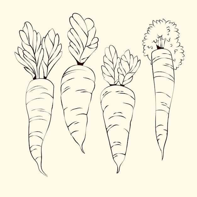 Illustrazione disegnata a mano del profilo della carota