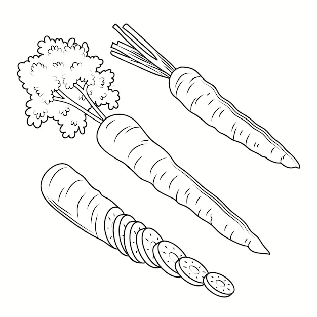 Hand drawn carrot outline illustration