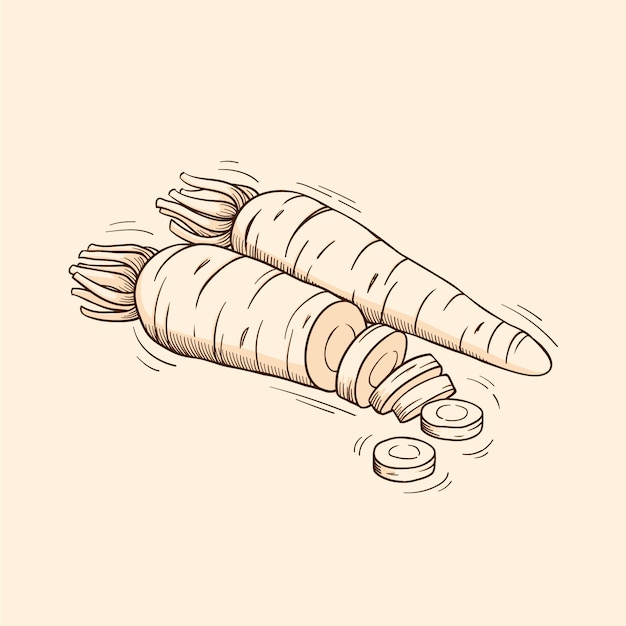 Vettore illustrazione del contorno della carota disegnata a mano