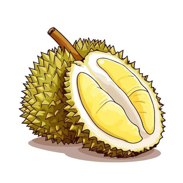 Vector hand drawn cartoon durian on a white background