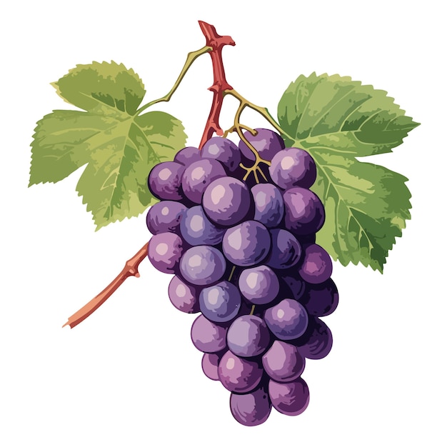 hand drawn cartoon grape illustration