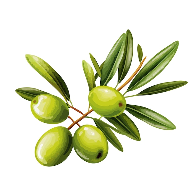 Vector hand drawn cartoon olive illustration