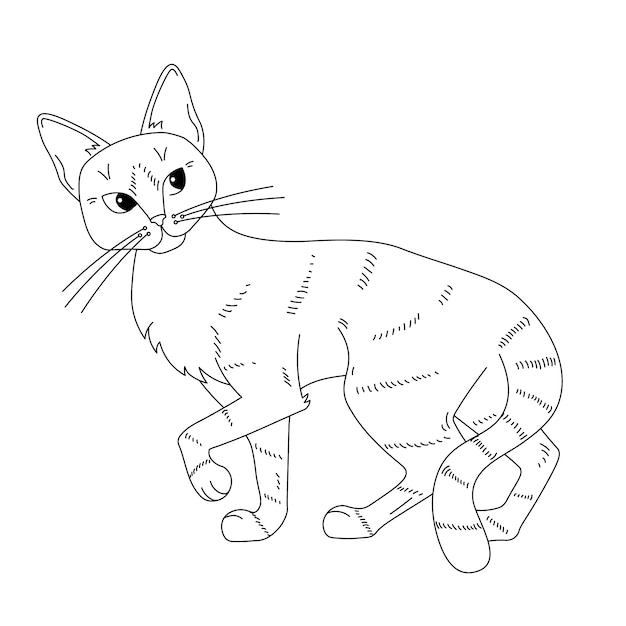 Hand drawn cat outline illustration