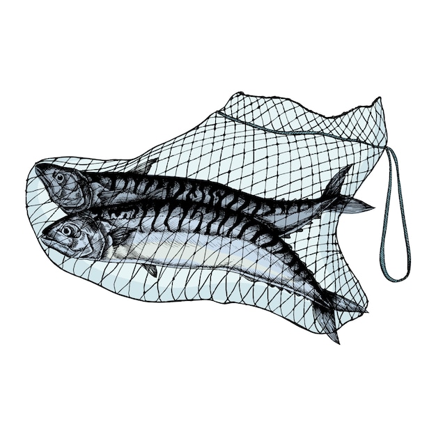 Vector hand drawn catched mackerels on the net