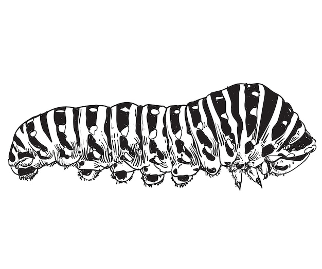 Vector hand drawn caterpillar insecta