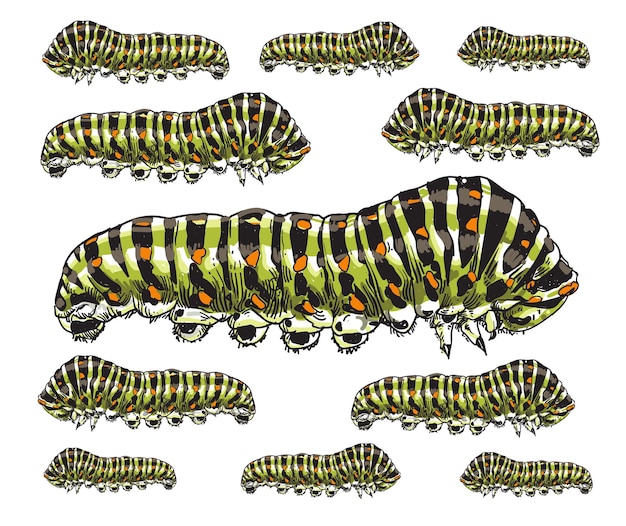 Vector hand drawn caterpillar insecta