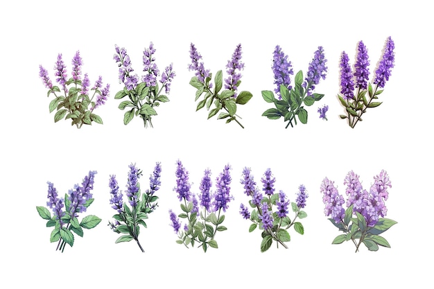 Vector hand drawn catmint flower arrangement clipart