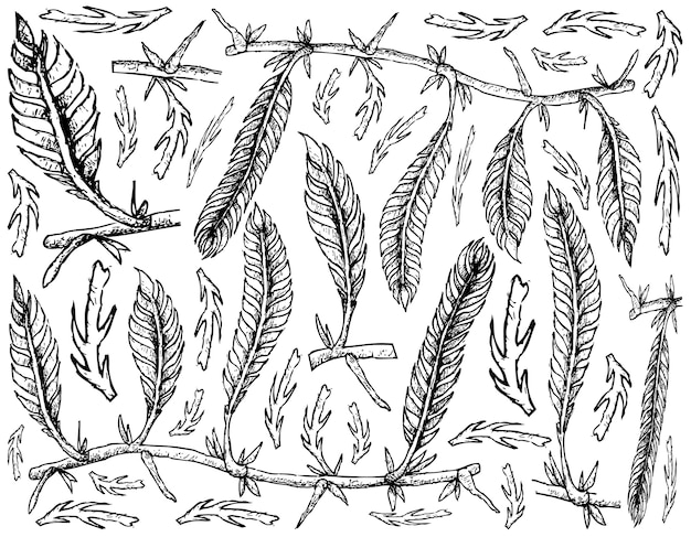 白い背景にCaulerpa Taxifoli海草の手描き