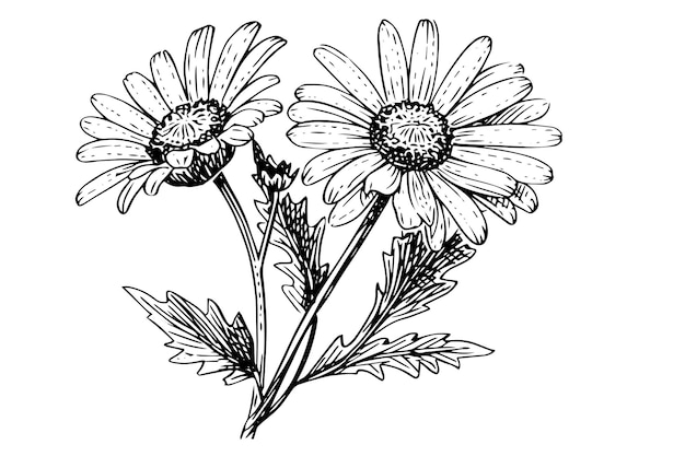 Hand drawn chamomile ink sketch Daisy bouquet engraving vector illustration