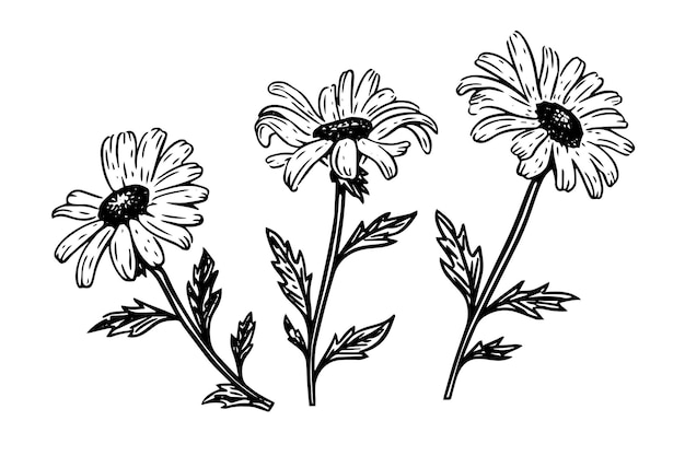 Vector hand drawn chamomile ink sketch daisy flower engraving vector illustration