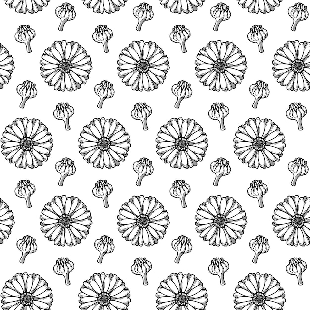 Hand drawn chamomile seamless pattern medicinal plant botany design vector illustration