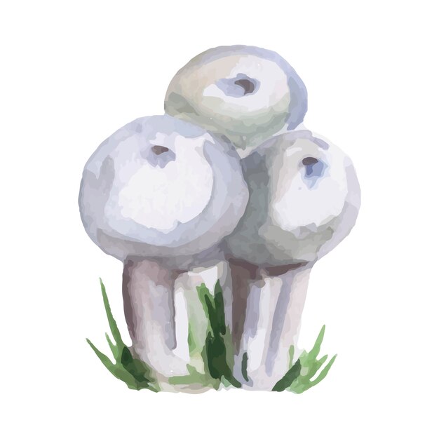 Hand-drawn champignon mushrooms watercolor illustration. Vector illustration.