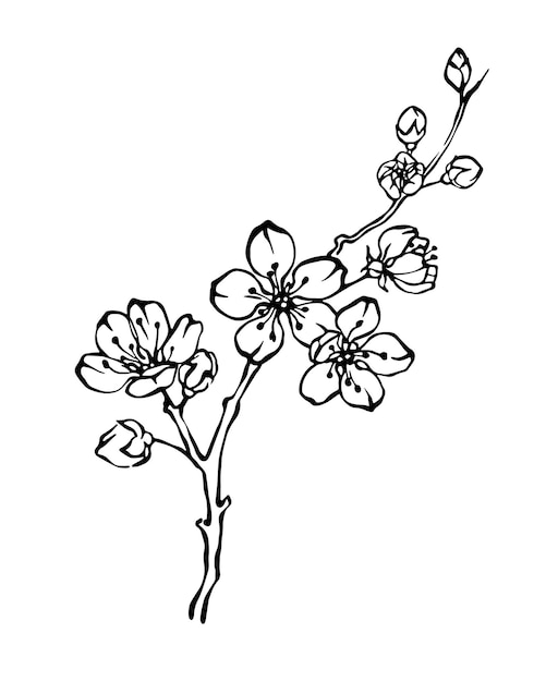 Vector hand drawn cherry blossom branch outline monochrome illustration