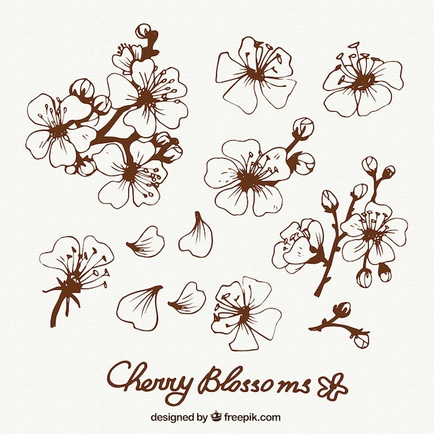 Vector hand drawn cherry blossoms