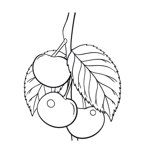 Hand drawn cherry  outline illustration