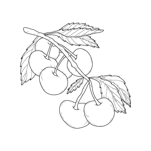 Иллюстрация очертаний вишни, нарисованная вручную