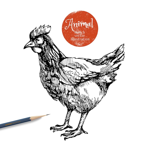 Vettore illustrazione vettoriale di animali da allevamento di pollo disegnati a mano schizzo gallina isolata su sfondo bianco con matita e banner etichetta