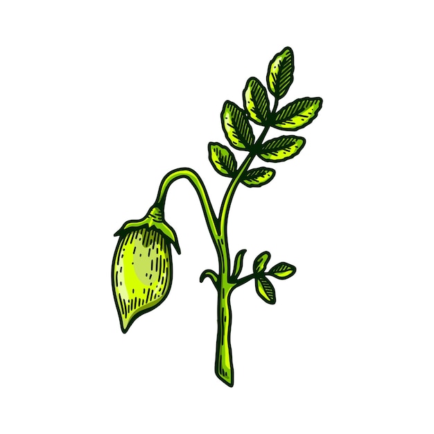 Hand drawn chickpeas branch with leaves and pod Colorful botany vector illustration in sketch style