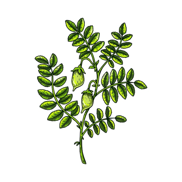 Hand drawn chickpeas branch with leaves and pods Colorful botany vector illustration in sketch style