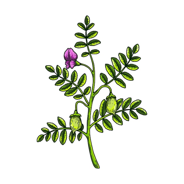 Vector hand drawn chickpeas branch with leaves pods and flower colorful botany vector illustration