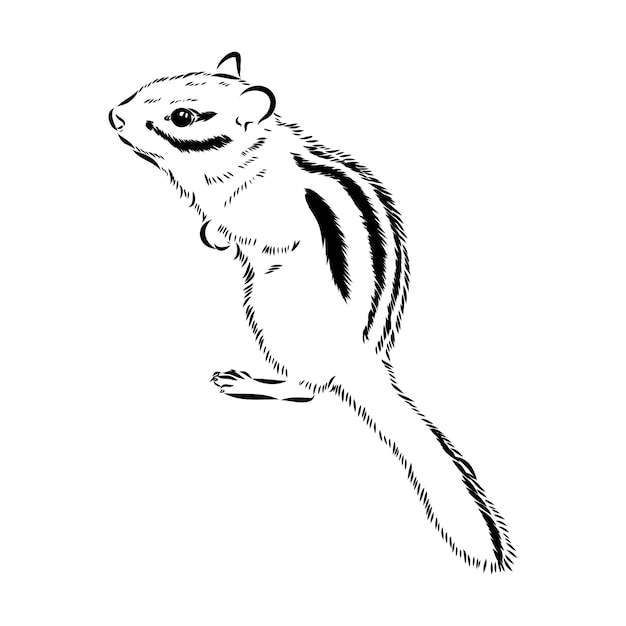 Hand drawn chipmunk black and white vector illustration in retro style