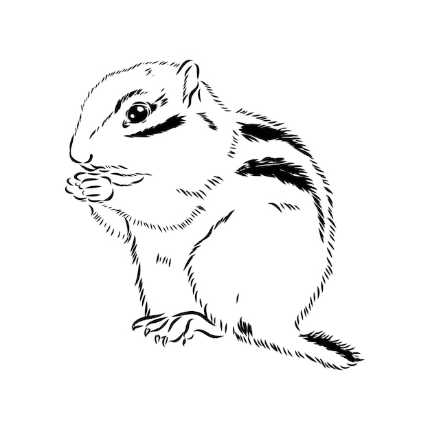 Hand drawn chipmunk black and white vector illustration in retro style