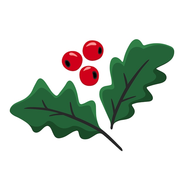 Vector hand drawn christmas holly berries and leaves. vector doodle sketch illustration isolated on white background.