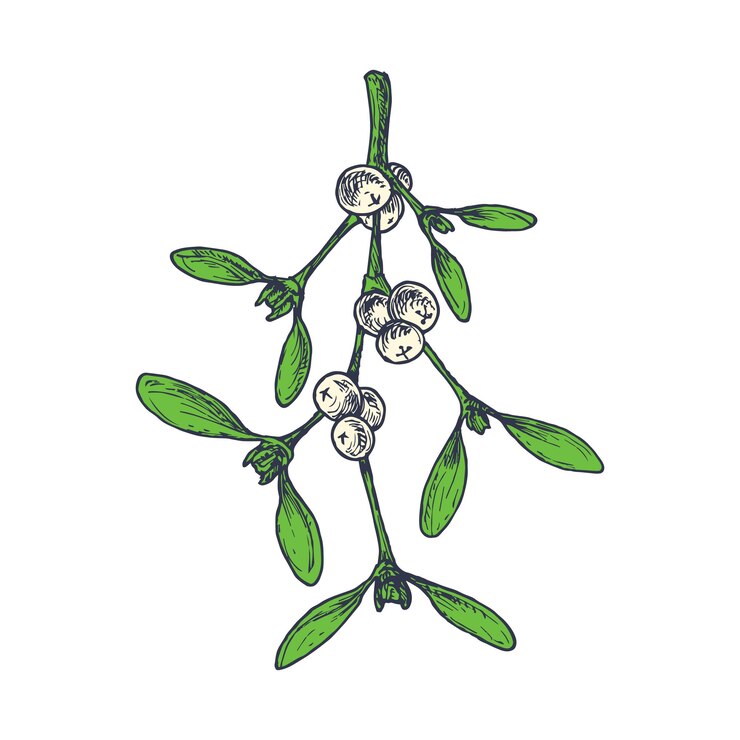 Vector hand drawn christmas mistletoe leaves bunch with berries color vector illustration. abstract sketch. winter holiday engraving style drawing. isolated.
