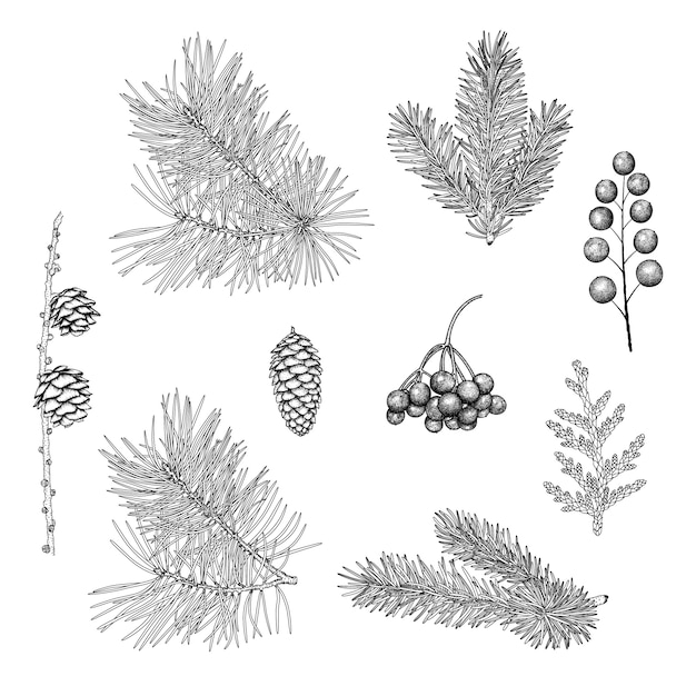 Hand-drawn christmas plants.