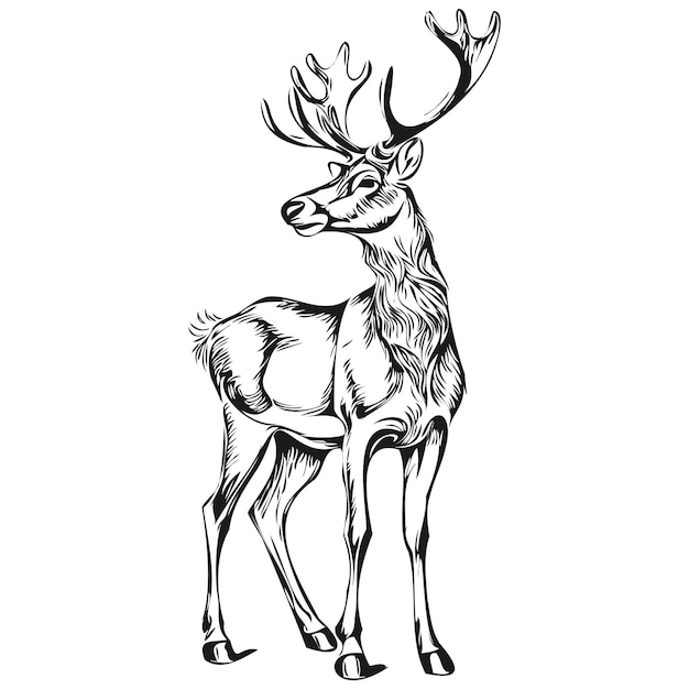 Vector hand drawn christmas reindeer deer sketch vintage engraving black white isolated vector ink outlines template for greeting card poster invitation logo