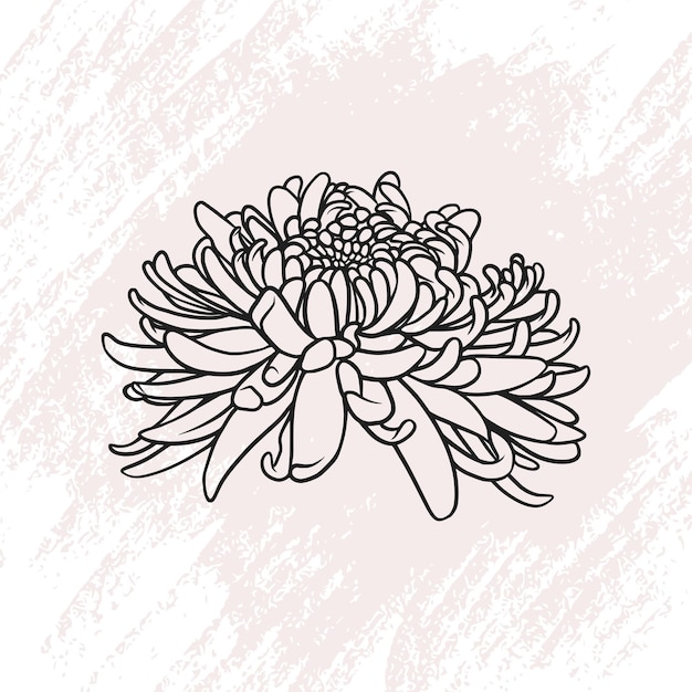 라인 아트 스타일의 손으로 그린 국화 꽃