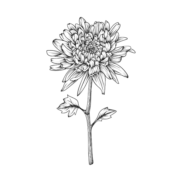 Vector hand drawn chrysanthemum flower and leaves drawing illustration isolated.