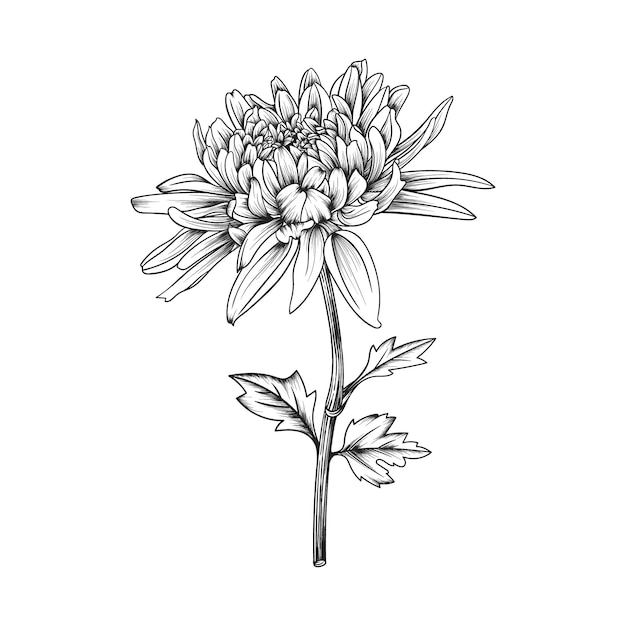 Vector hand drawn chrysanthemum flower and leaves drawing illustration isolated.